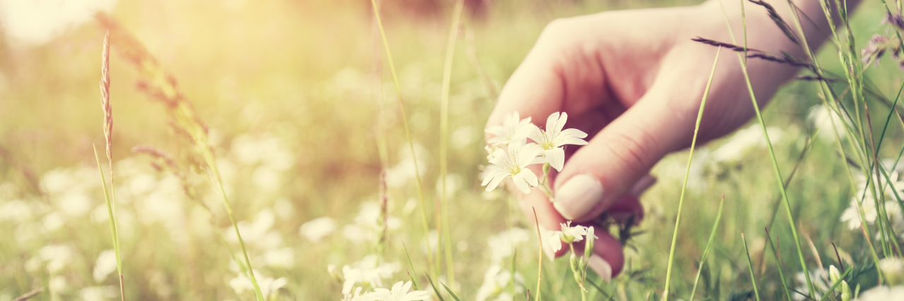 Woman picking flowers in a meadow, hand close-up.