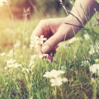 Woman picking flowers in a meadow, hand close-up.