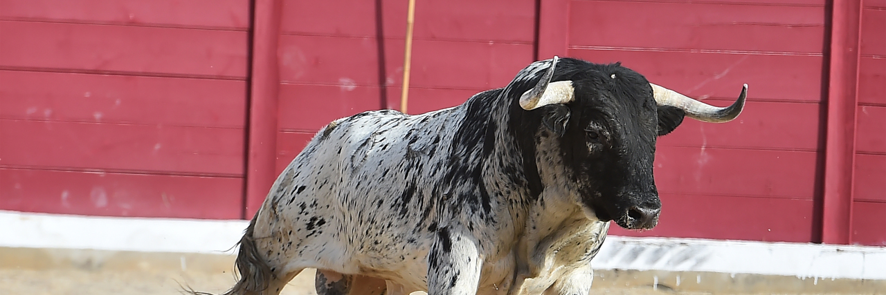 What Autistic Meltdowns Feel Like Bull at rodeo
