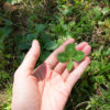 Person holding a 4-leaf clover.