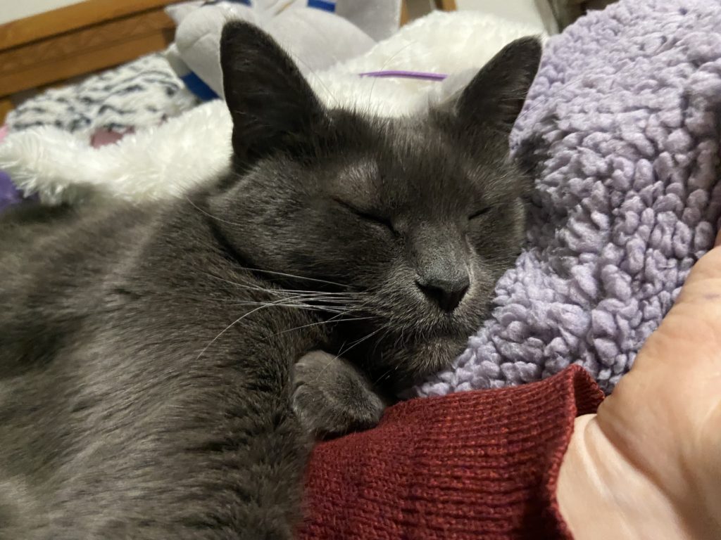 photo of contributor's gray cat lying on a blanket