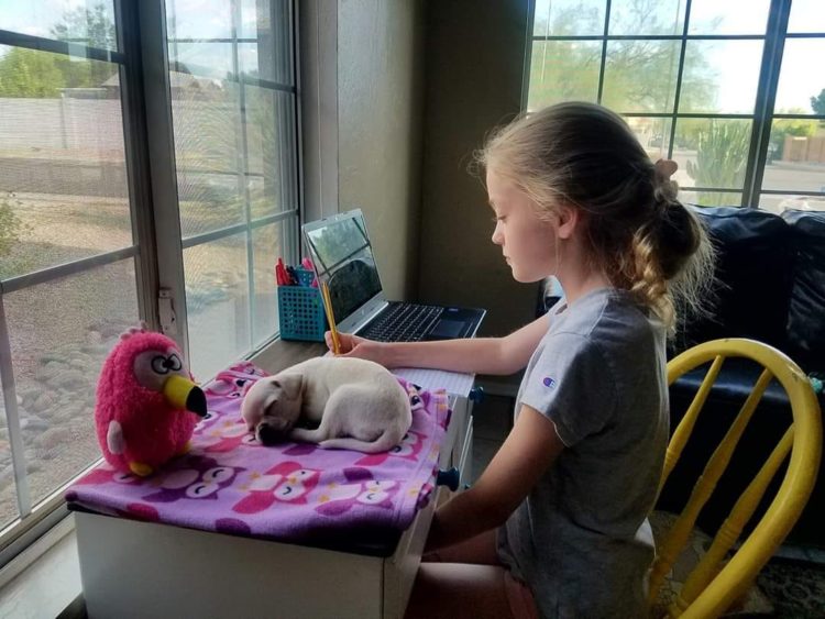 Little girl working on homework next to puppy