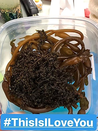 A container full of seaweed.