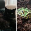 From left to right: A black cat, a green spotted frog and a dog asleep with his teeth poking out
