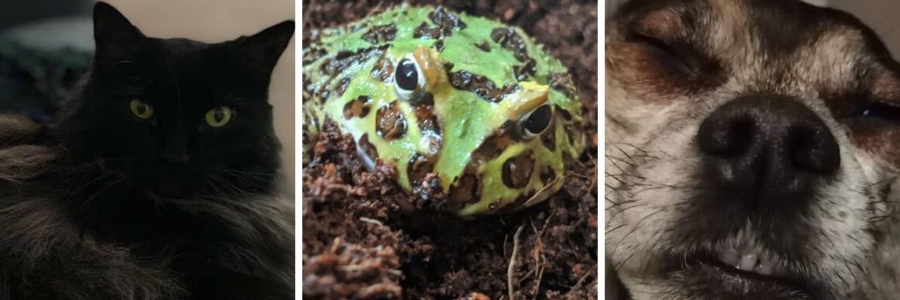 Funny Pet Photos During COVID-19 Quarantine From left to right: A black cat, a green spotted frog and a dog asleep with his teeth poking out