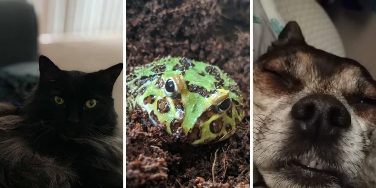 Funny Pet Photos During COVID19 Quarantine The Mighty