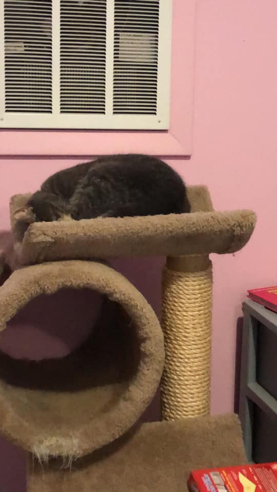 A gray cat curled up (face hidden) on the top of a cat tree