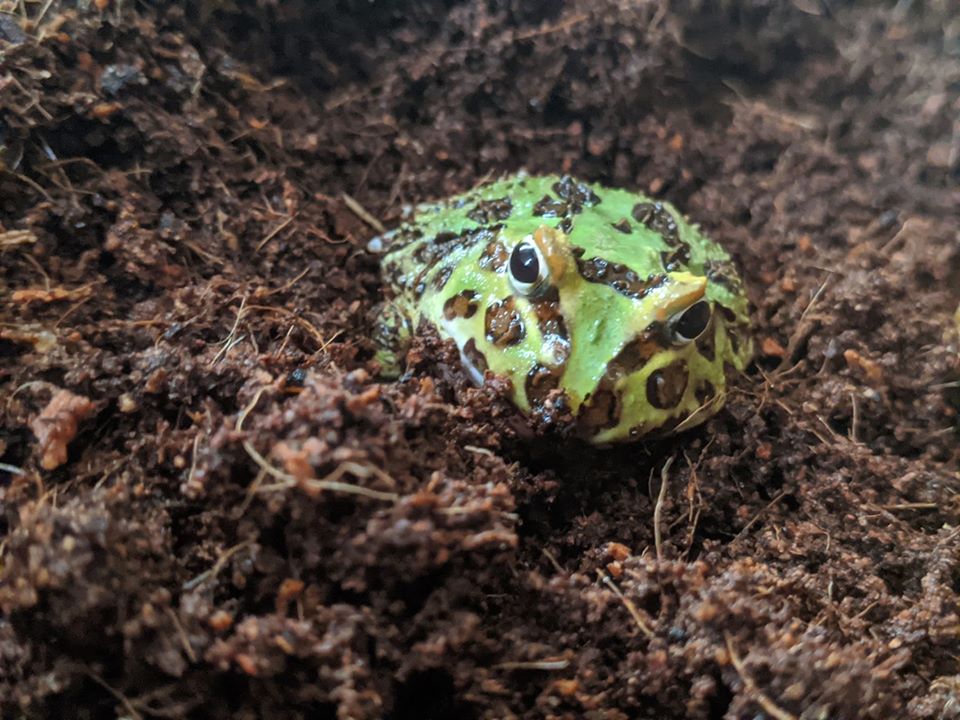 A green and brown spotted frog sitting in dirt