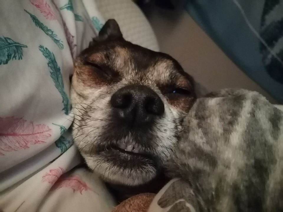 The face of a black, white and brown dog fast asleep, his face smushed and teeth poking out