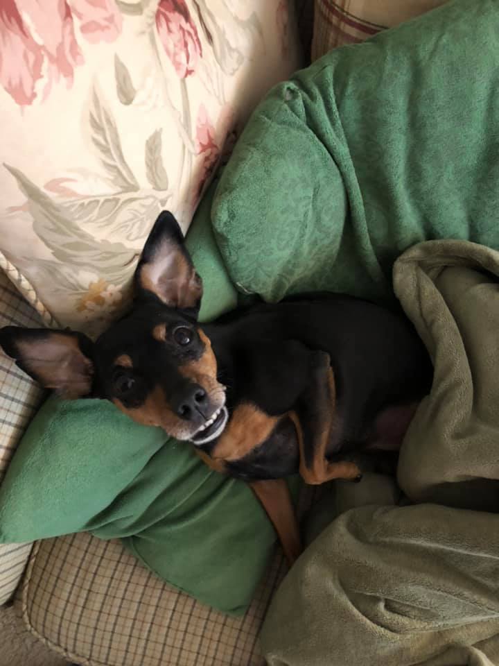 A black and brown dog lying on the bed, smiling up at the camera 