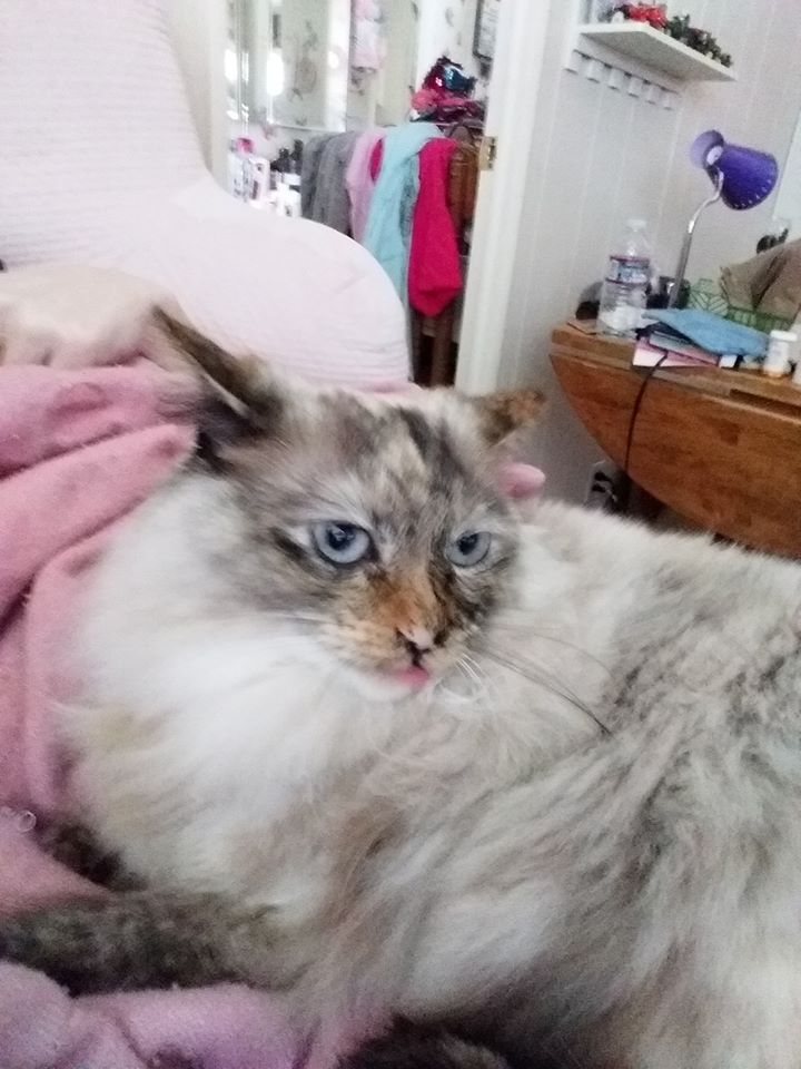 A white cat with a gray and orange face and gray paws looking annoyed