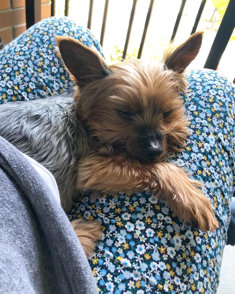 A gray and brown Yorkshire terrier laying on his human's lap