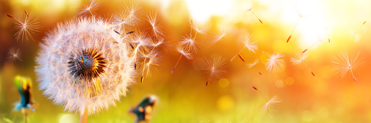 Getting to the Root Cause When Treating POTS Dandelion in a field at sunset.