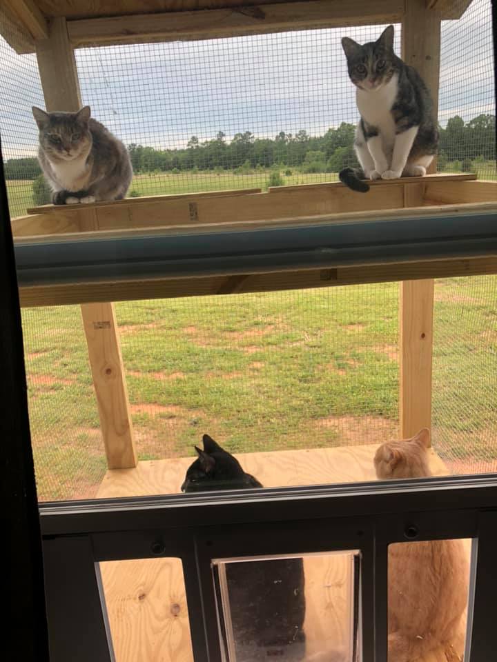 Three cats sitting on an outdoor catio, looking out into the yard