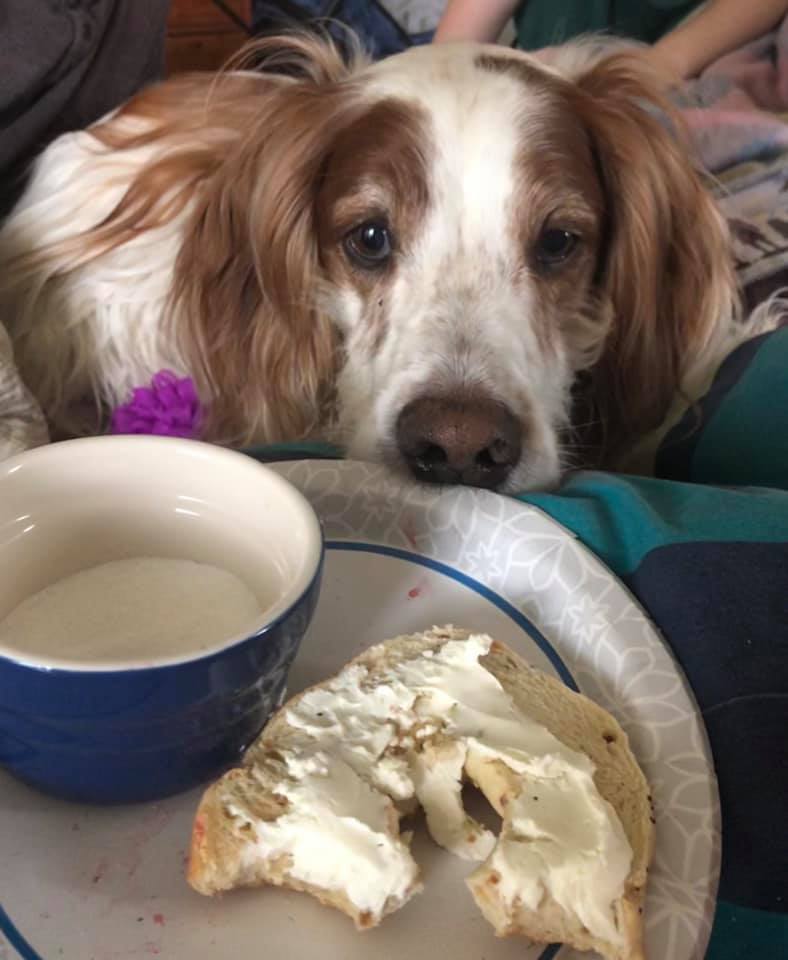 A brown and white dog with his nose up against his human's plate, which as half a bagel on it