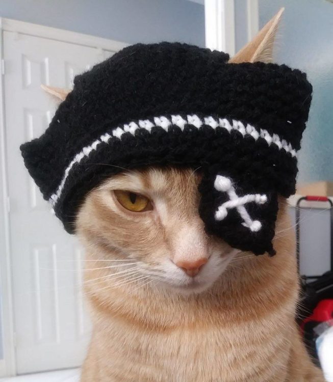 cat with knitted pirate hat