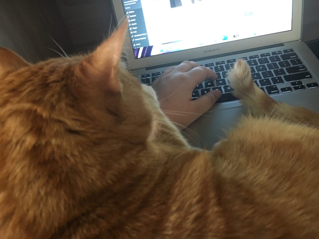 Orange tabby cat curled up between his human and the computer, looking at the computer screen