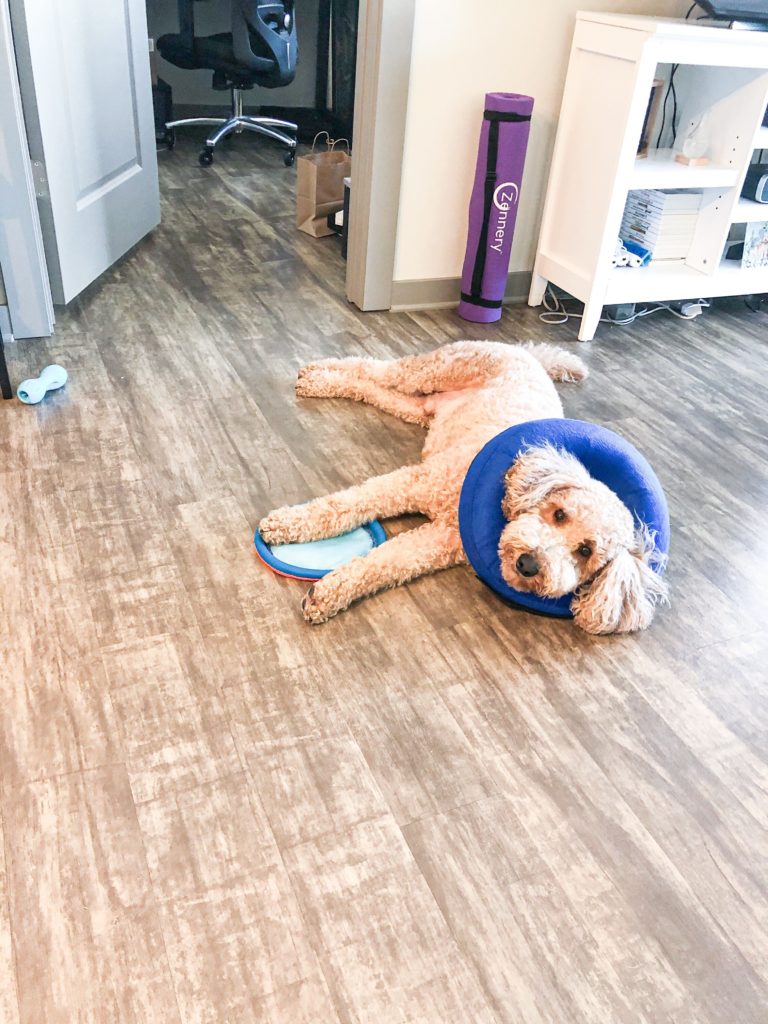 Potato the golden doodle laying on the floor with a blue donut around his neck