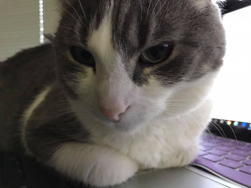 Close-up of a gay and white cat sitting on the edge of the computer keyboard, blocking the computer screen