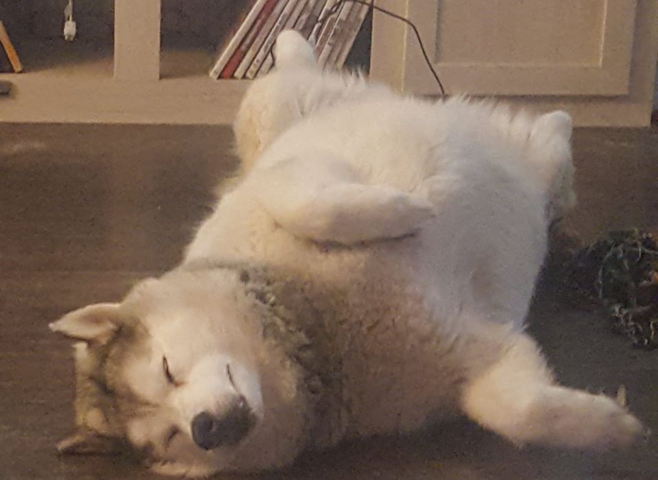 A big, white fluffy dog laying on its back with its feet splayed and eyes closed