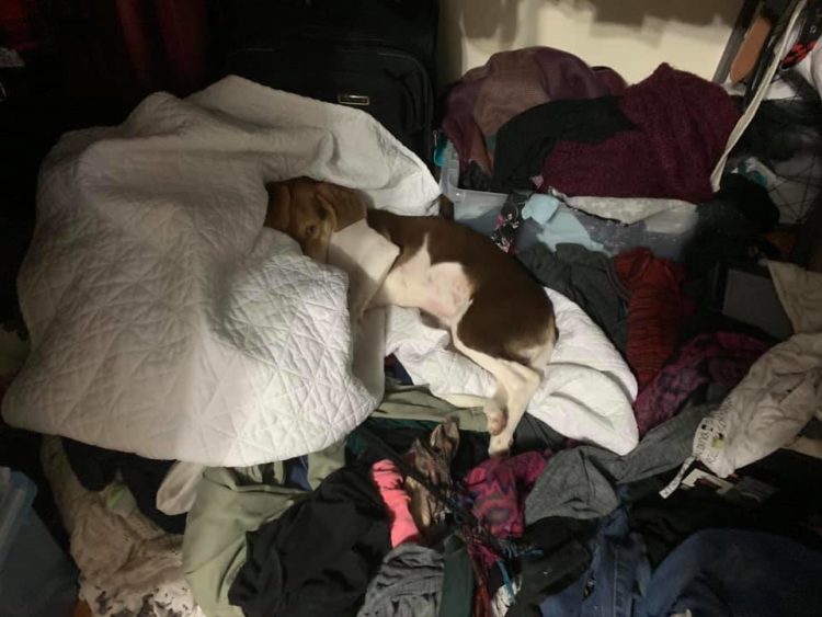 dog laying on dirty clothes