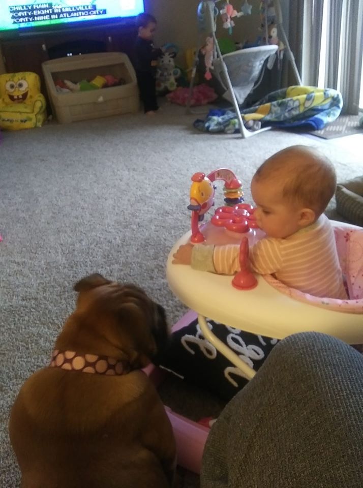 A big brown dog hanging out by a baby in a walking toy