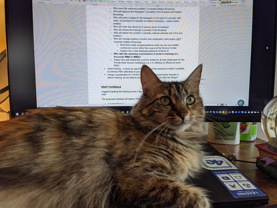 A long-haired brown tabby cat sitting on her human's keyboard in front of the computer monitor 