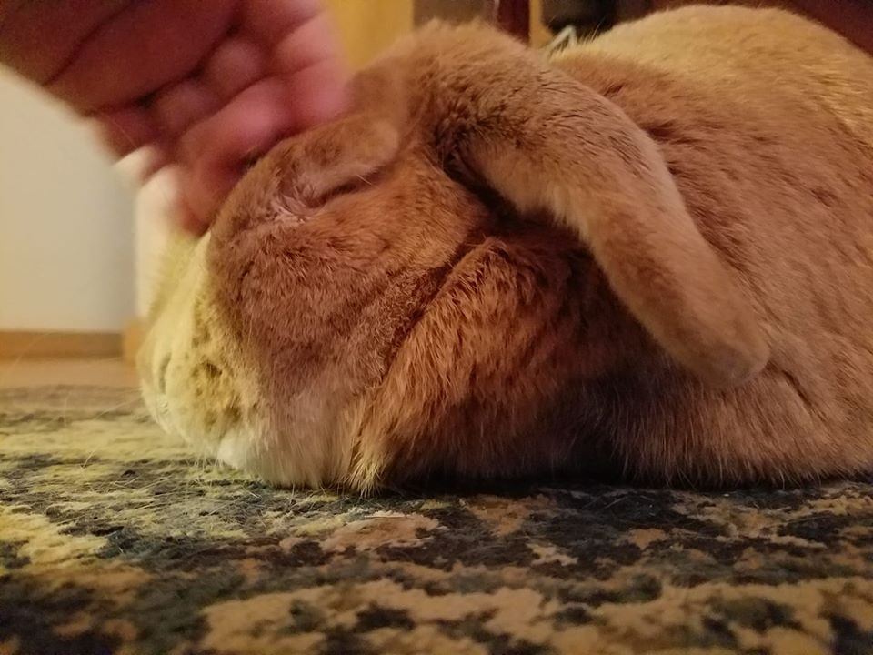 A tan rabbit sitting on the floor while its human pets his head