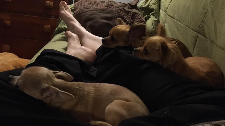 Three little dogs laying on top of their human's legs