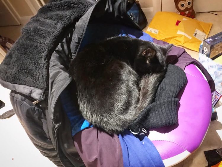 cat laying on dirty laundry
