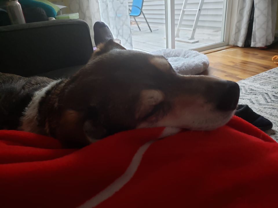 Beagle's head resting on red blanket covering human, asleep
