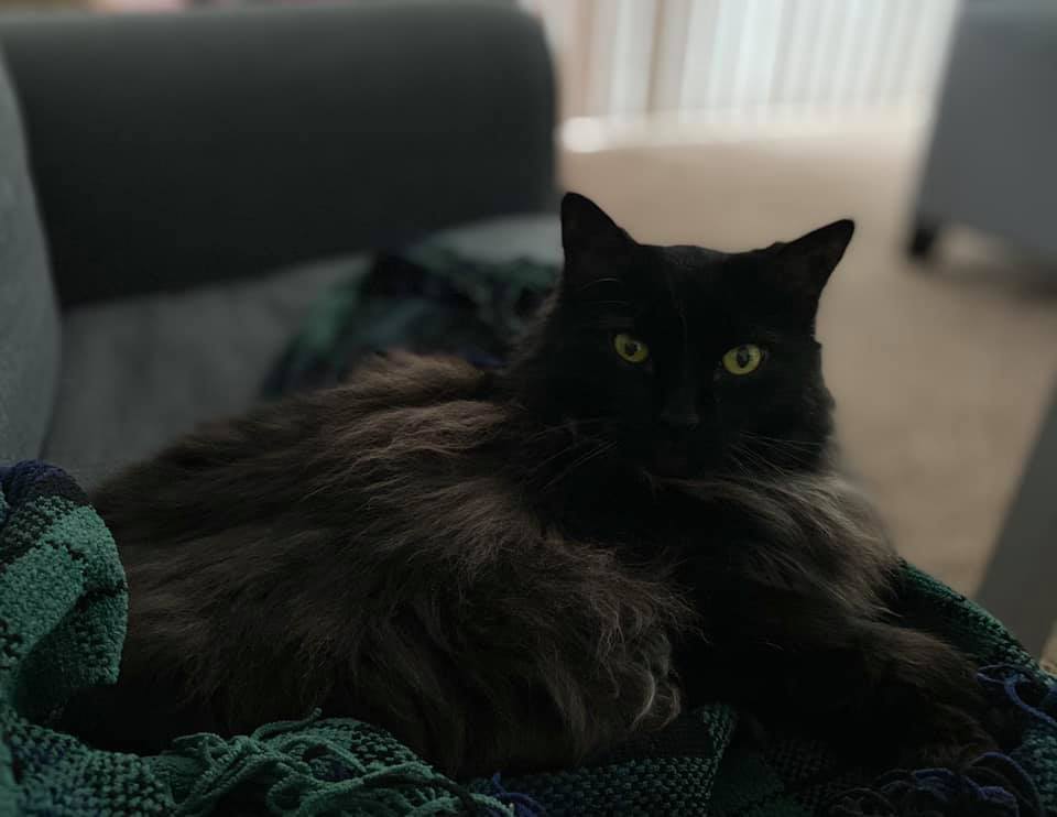 Black Norwegian Forrest cat sitting on her humans legs on a green blanket on the couch