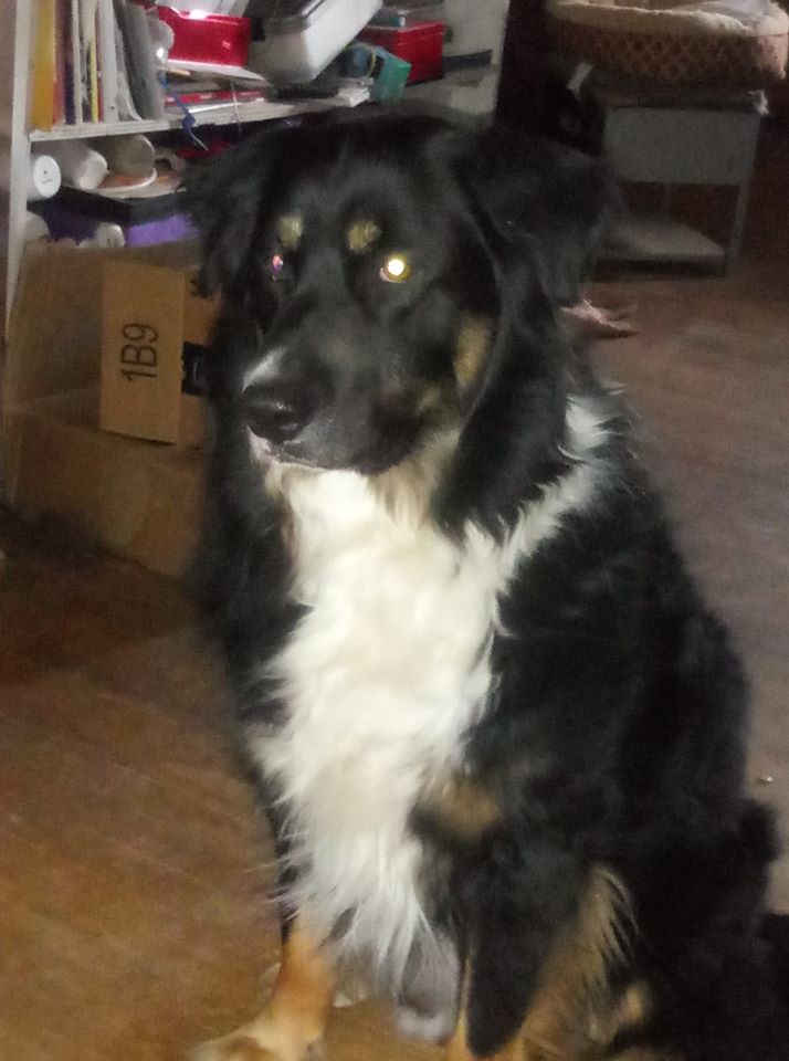 A black, white and golden dog sitting at attention