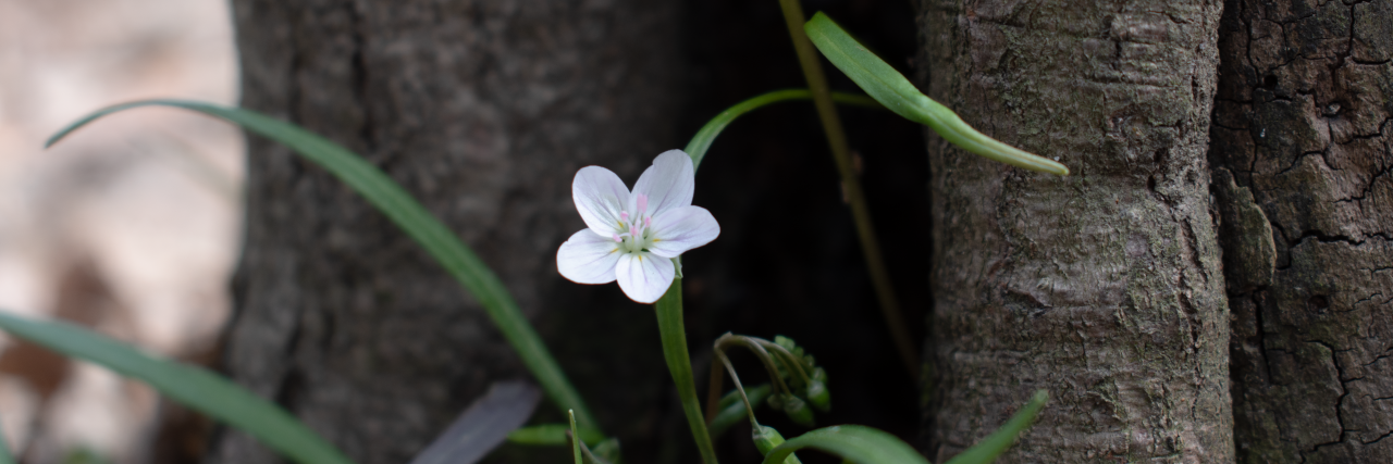 Using Chronic Illness Experiences to Support Others During COVID-19 White flower under a tree.