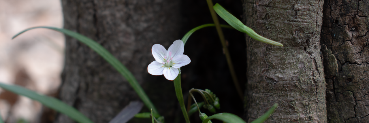 White flower under a tree.