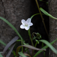 White flower under a tree.
