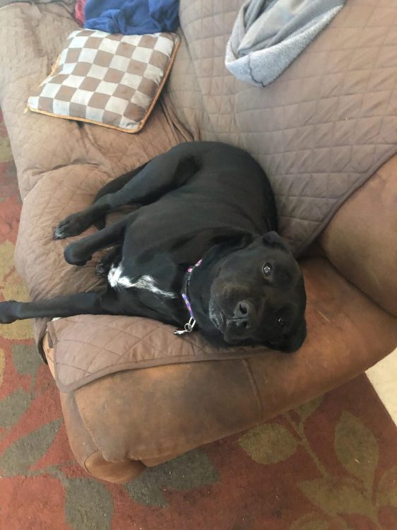 A black dog lying on a couch
