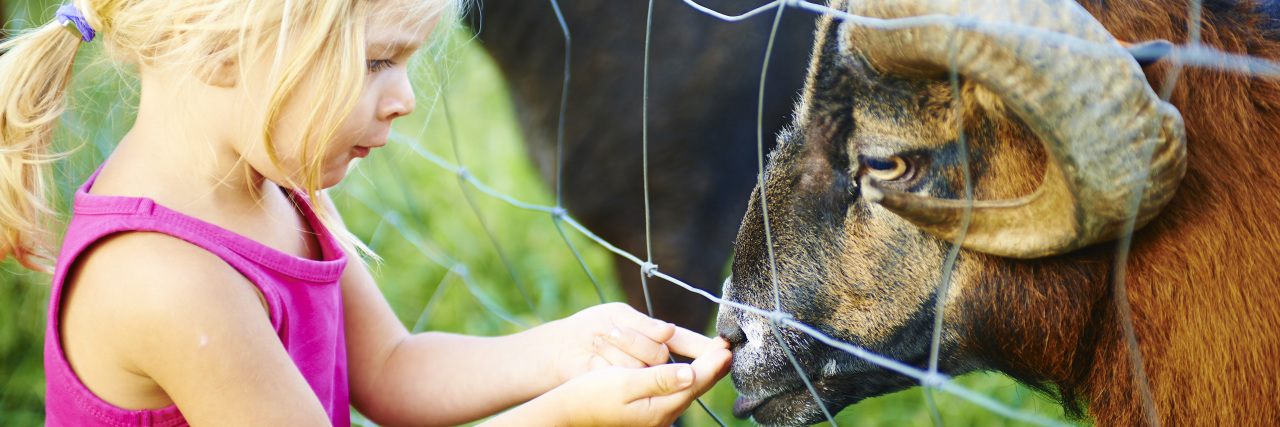 Little girl feeding a sheep.