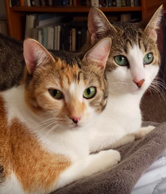 Two white and brown cats look at a camera