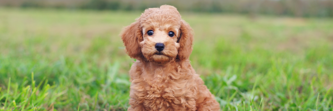 Cute red Toy Poodle puppy sitting outdoors.