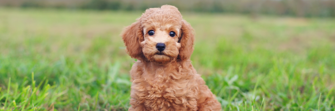 5 Reasons Small Dogs Are Underappreciated as Service Animals Cute red Toy Poodle puppy sitting outdoors.