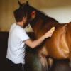 a young man is brushing a horse