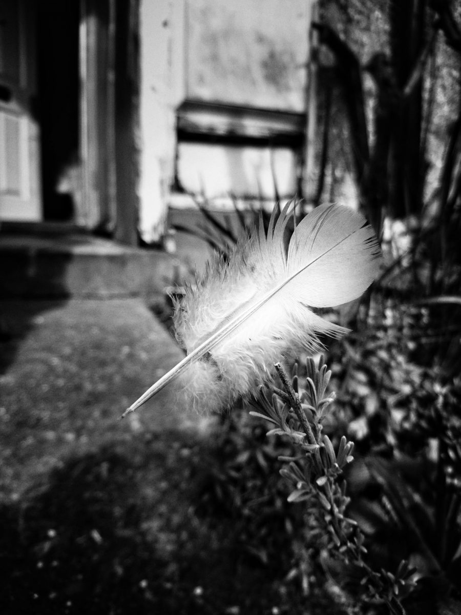 Feather floating through the air.