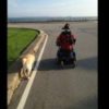 A dog walking alongside a young man in a wheelchair
