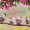 Parent and baby sparrows on a branch with pink flowers.