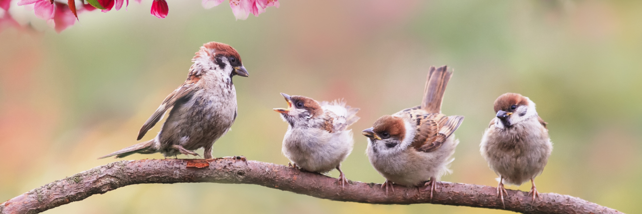 Parent and baby sparrows on a branch with pink flowers.