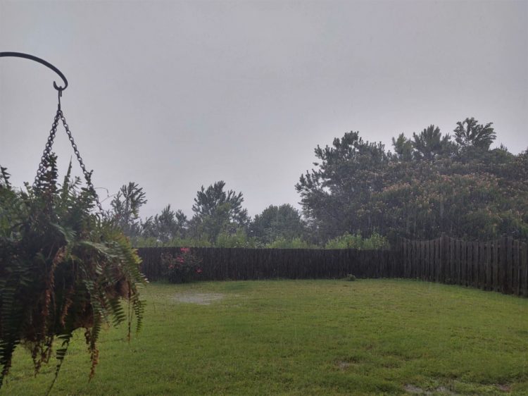 Image of plants hanging in backyard while it's raining