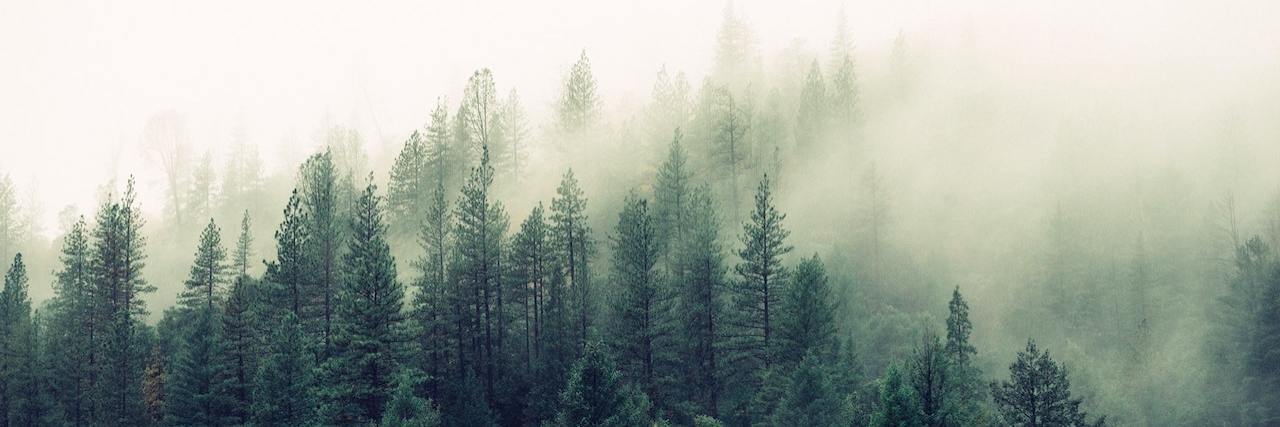 'Will I Ever Be OK' Following Trauma? Pine trees in fog