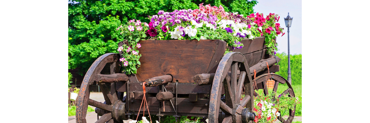 wheelbarrow with flowers in it