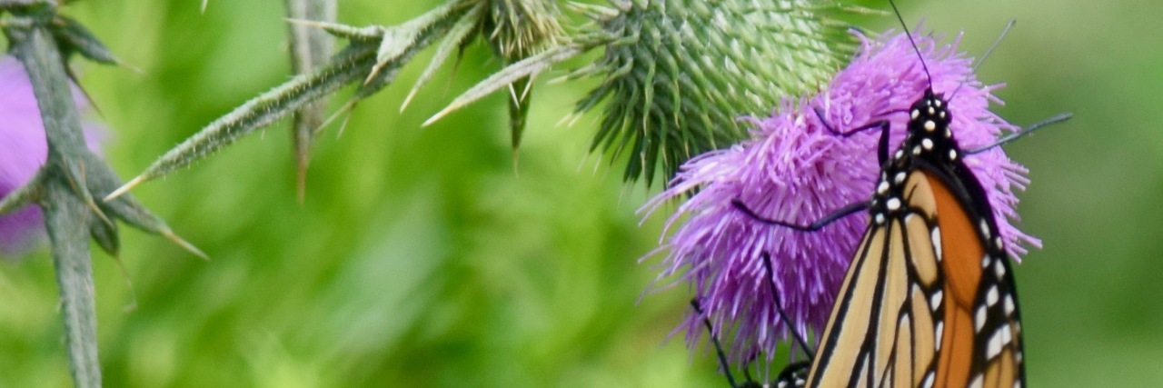 Coping With Crohn's Disease During the COVID-19 Pandemic Monarch butterfly with flower.